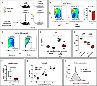 Blood-Borne ST6GAL1 Regulates Immunoglobulin Production in B Cells